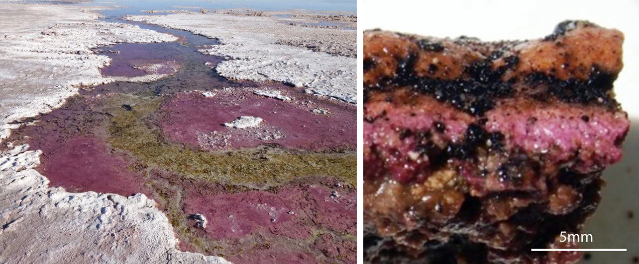 Dos fotos, una de una cuenca poco profunda cubierta de capas de microbios de color púrpura y marrón, otra muestra un trozo de la capa, que tiene vetas de color púrpura y naranja.
