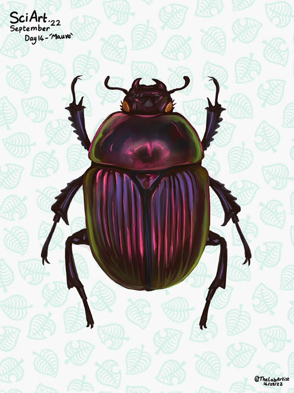 Watercolor drawing of a top-down view of a purple, iridescent beetle