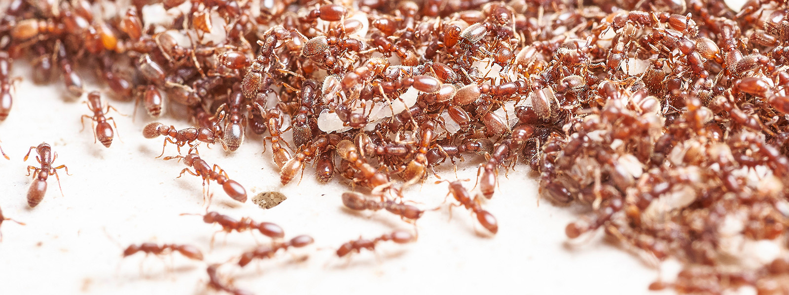 Guía 2025: 10 páginas para buscar trabajo en USA, image size:1600x600