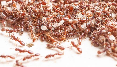 Fotografía de muchas hormigas.