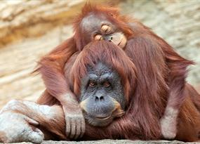 El simio despierto: ¿por qué las personas duermen menos que sus parientes primates?