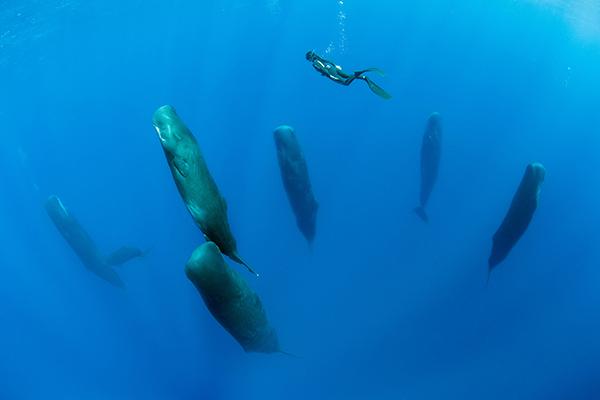 Un buceador nada por encima de una manada de cachalotes dormidos que se encuentran en posición vertical en el océano.