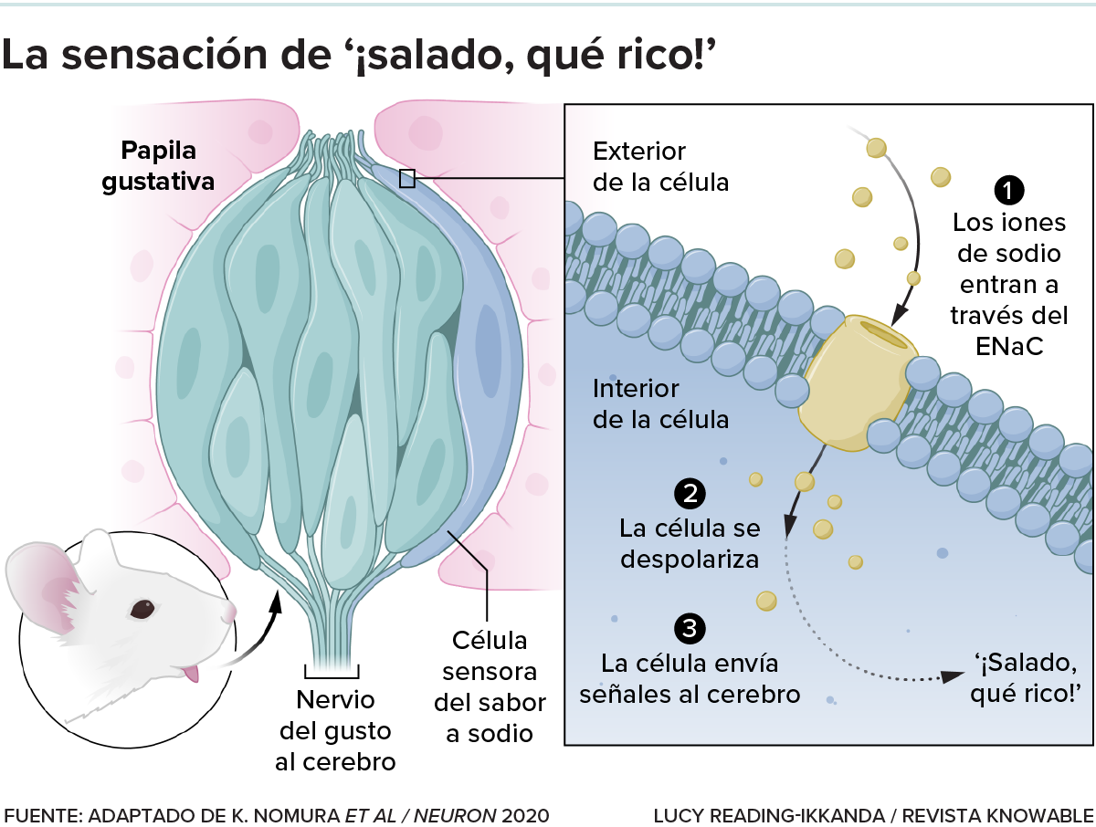 El gráfico muestra la ubicación de las células sensoras de sal en la papila gustativa. Un recuadro muestra cómo la detección de sodio conduce a una señal en una célula nerviosa.