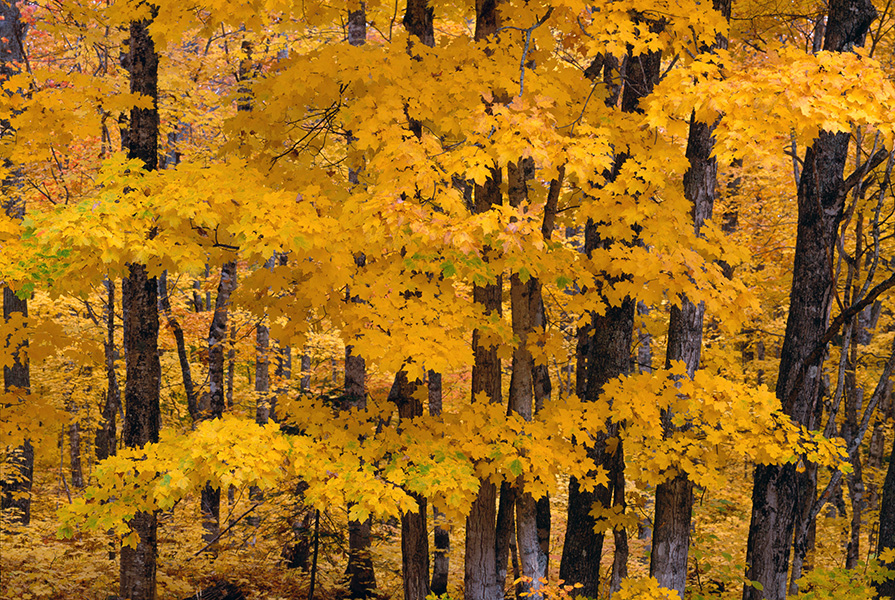 Fotografía de árboles de arce azucarero con sus hojas girando en otoño.