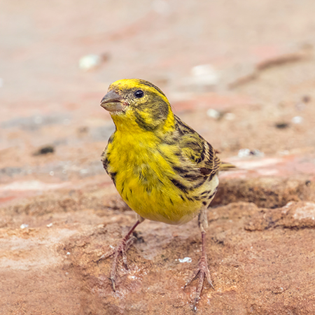 Pequeña ave color amarillo con pintas negras.