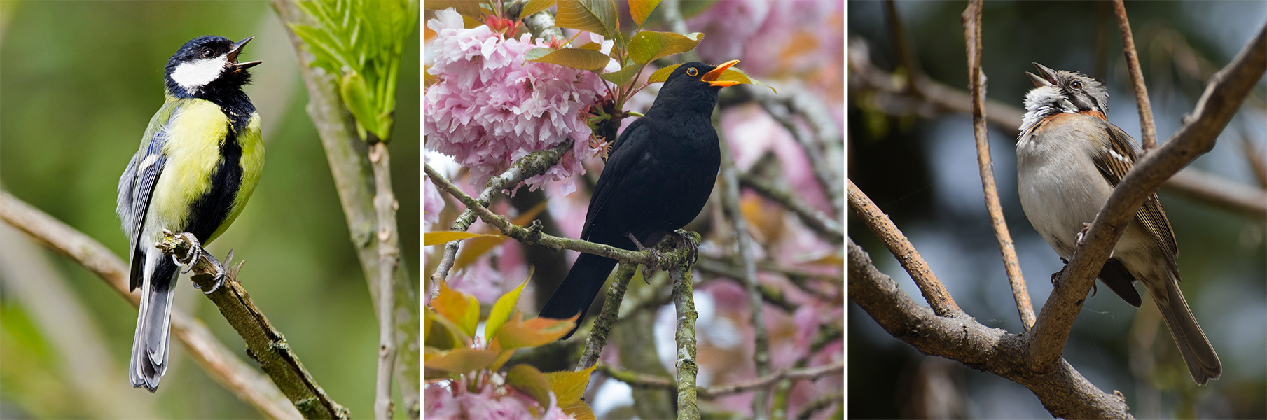 Tres imágenes de aves: la primera es un pájaro con plumaje negro, blanco y amarillo; la segunda es un ave completamente negra con pico color naranja; y, la tercera, es un ave de color pardo con pecho blanco.