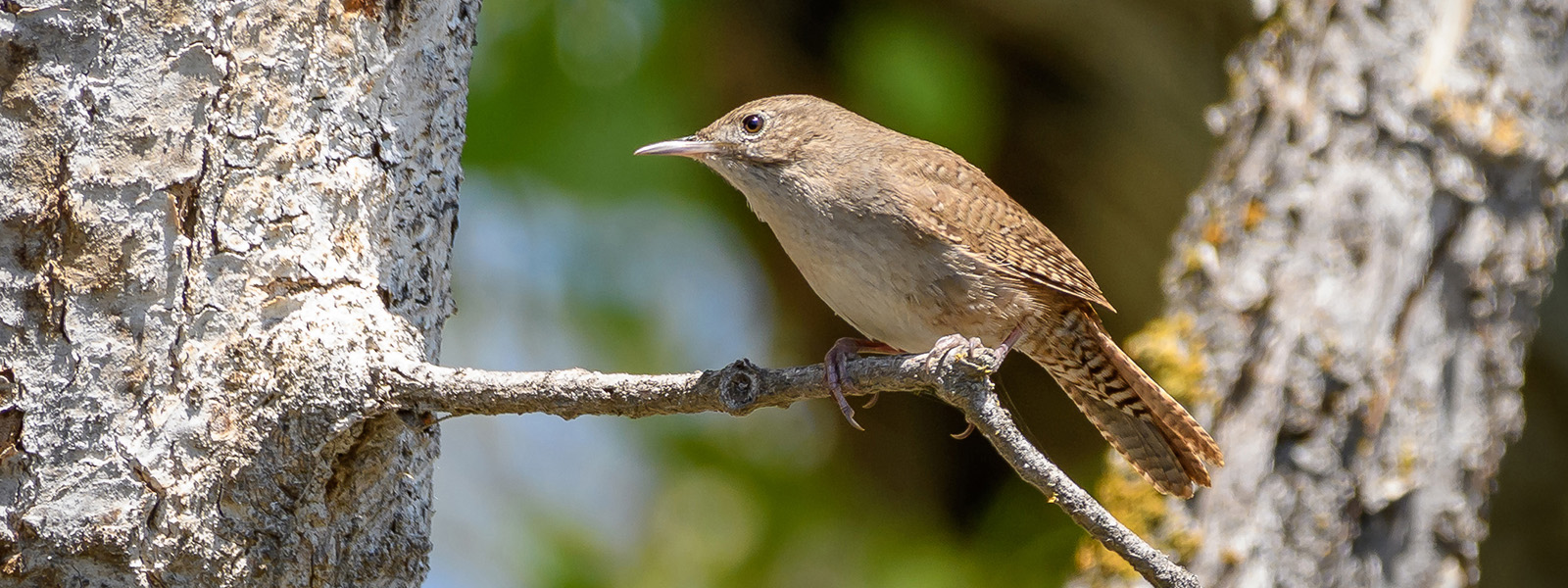 Hay aves que cambian su canto para adaptarse al ruido de la ciudad |  Knowable en español, image size:1600x600