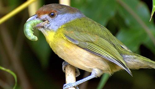 Un colorido pájaro cantor posado en una rama sostiene una oruga en el pico.