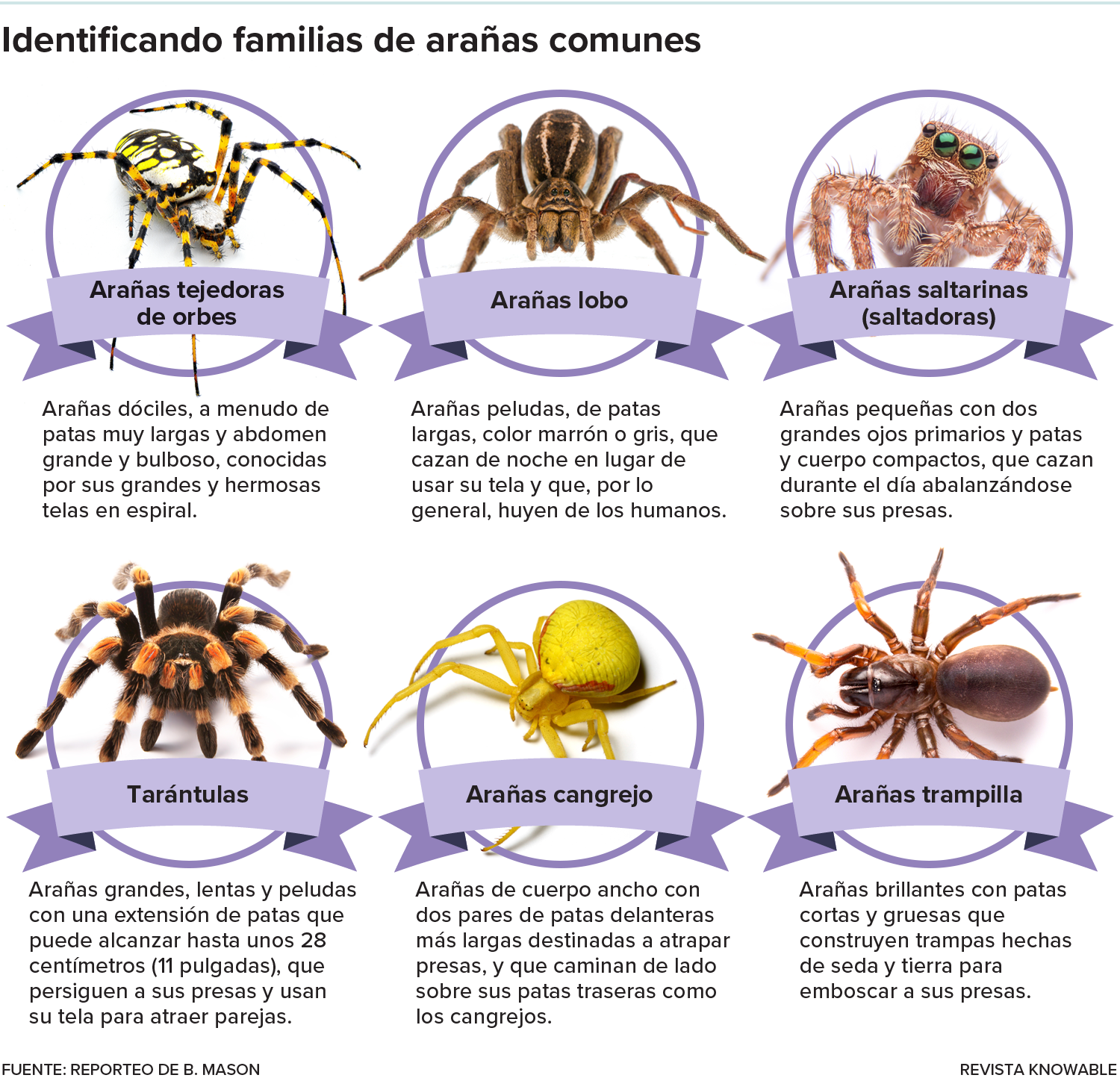 Breve resumen de seis familias de arañas, cada una con una foto representativa