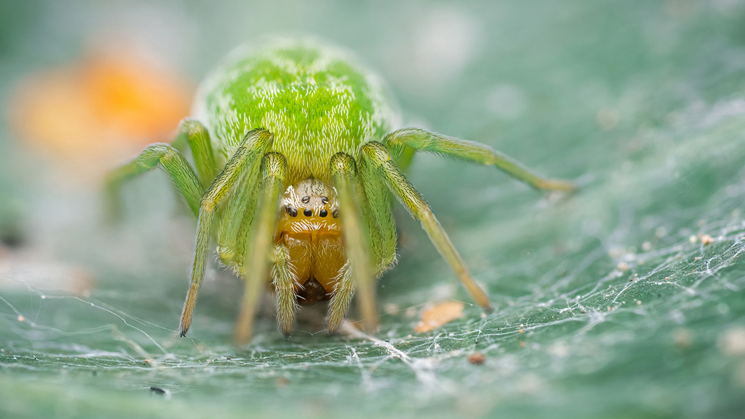 Una raña verde con un abdomen grande y brillante y cabeza pequeña está posada sobre una hoja.