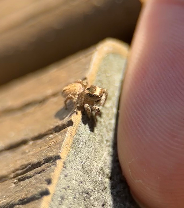 Una araña saltarina muy pequeña ubicada al borde de una tabla cerca de la punta del dedo de una persona.