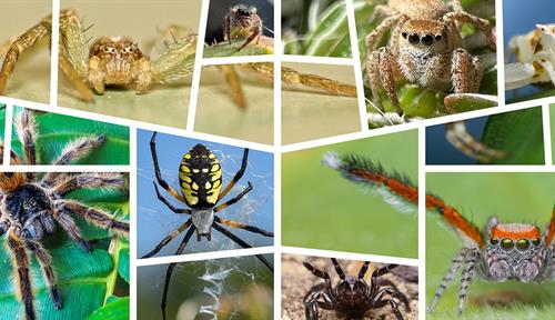 Un collage de 10 arañas de diferentes colores, tamaños y vellosidades.