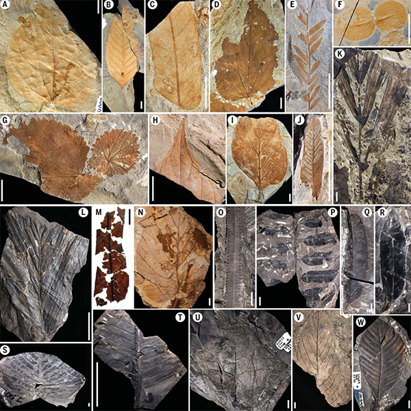 Conjunto de fotos de hojas fosilizadas.