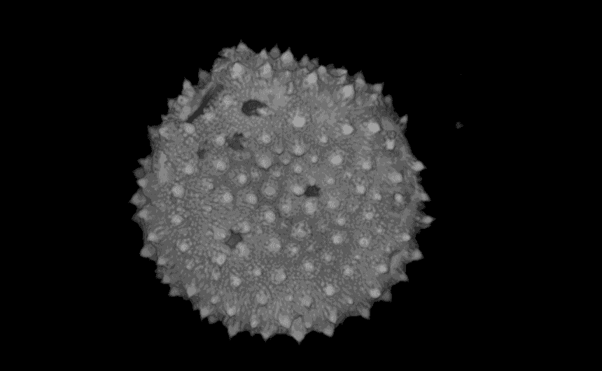 Vista de microscopía de alta resolución de la pared externa de un grano de polen. Se observa una esfera cubierta de pequeñas espigas.