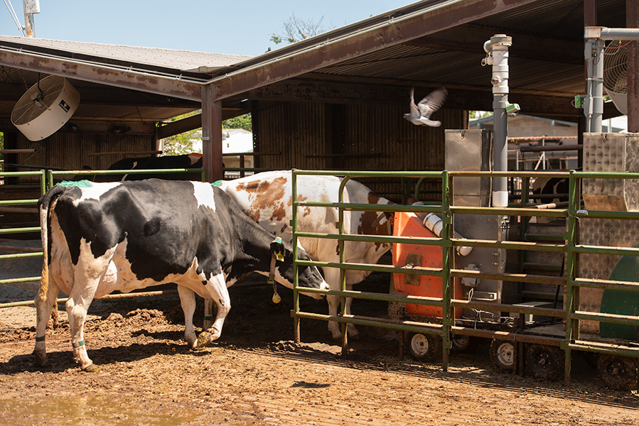 Dos vacas lecheras en un cobertizo al aire libre meten la cabeza en una máquina.