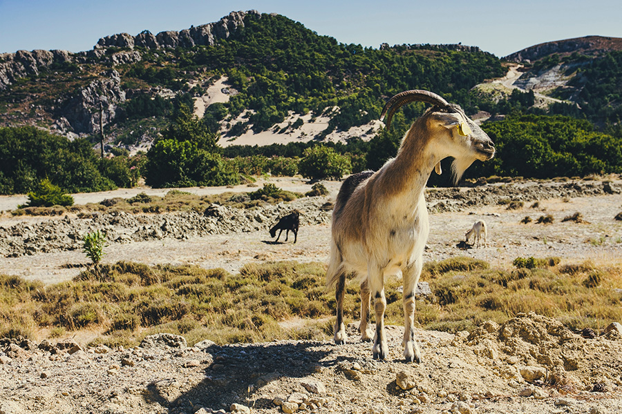 Una cabra en un árido paisaje griego.