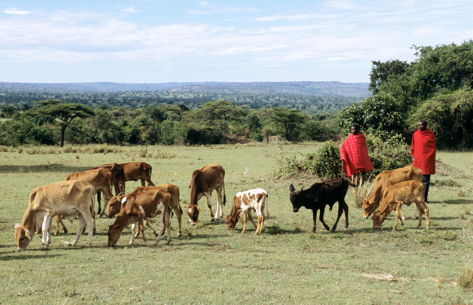 Pastores maasai en Kenia vigilan su ganado.