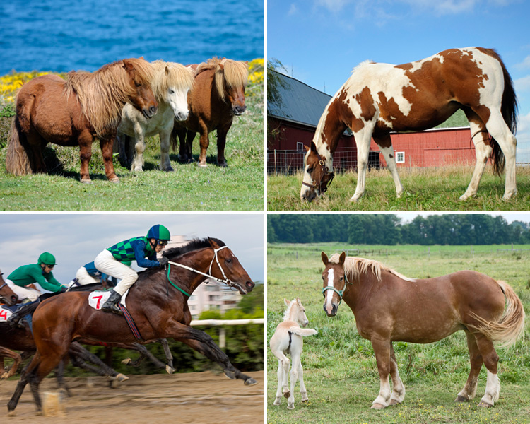 Cuatro fotos, una de tres ponis Shetland marrones, un caballo marrón pastando salpicado de blanco, un caballo de tiro marrón y su potro y un purasangre montado por un jinete.