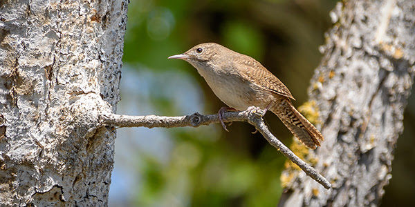 A small brown bird perches on a tree branch.