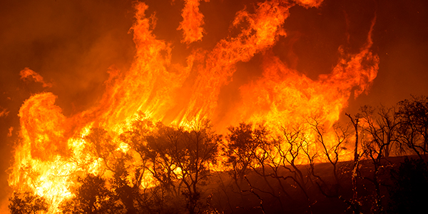 Photograph of a hillside ablaze, with silhouettes of shrubs and bright orange and red fire and smoke behind them.