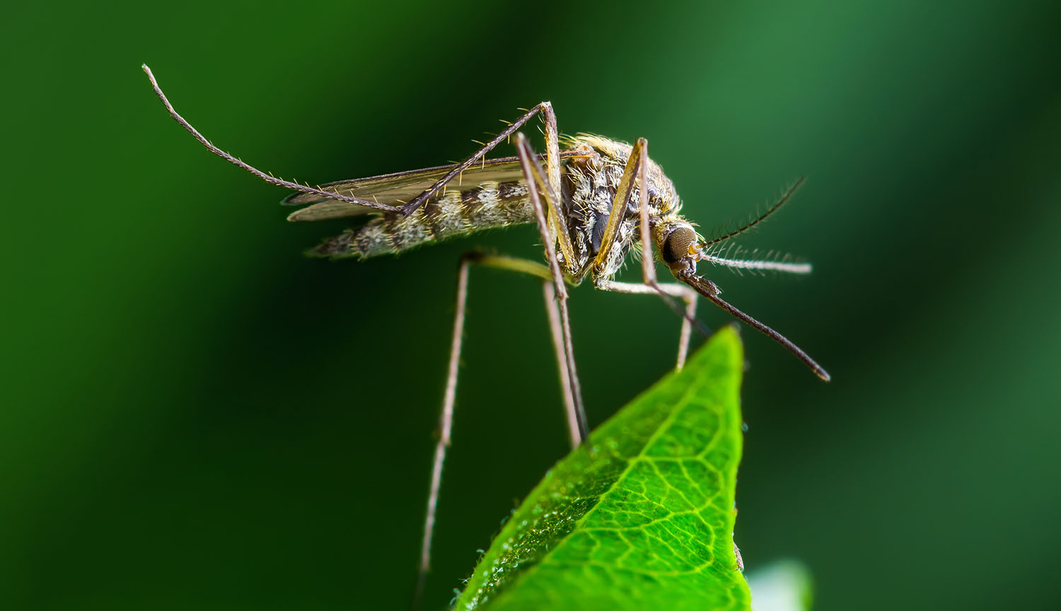 Primer plano de un mosquito Aedes aegypti posado en una hoja.