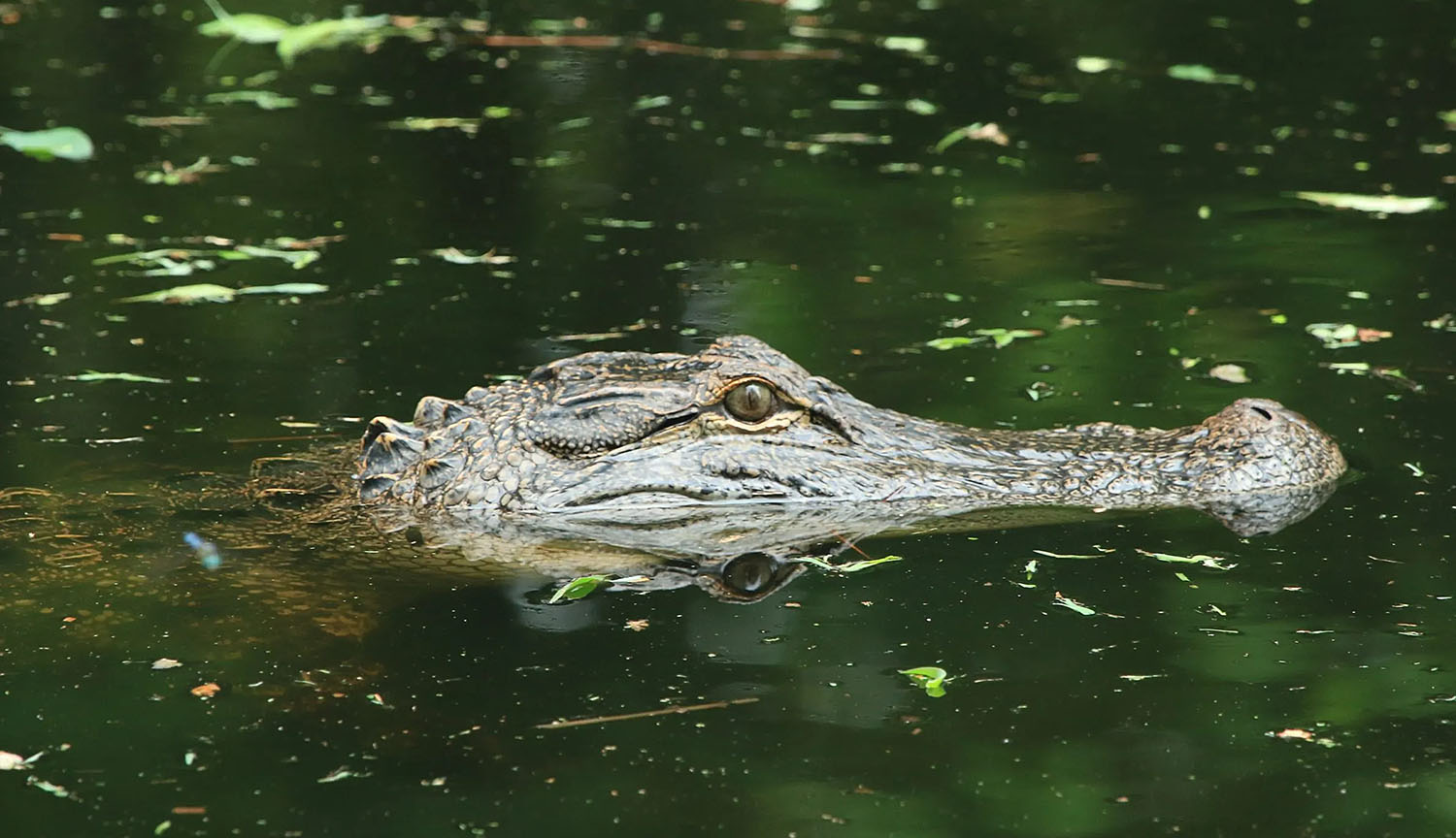 Un caimán parcialmente sumergido en el agua; solo se ven su hocico y ojos.