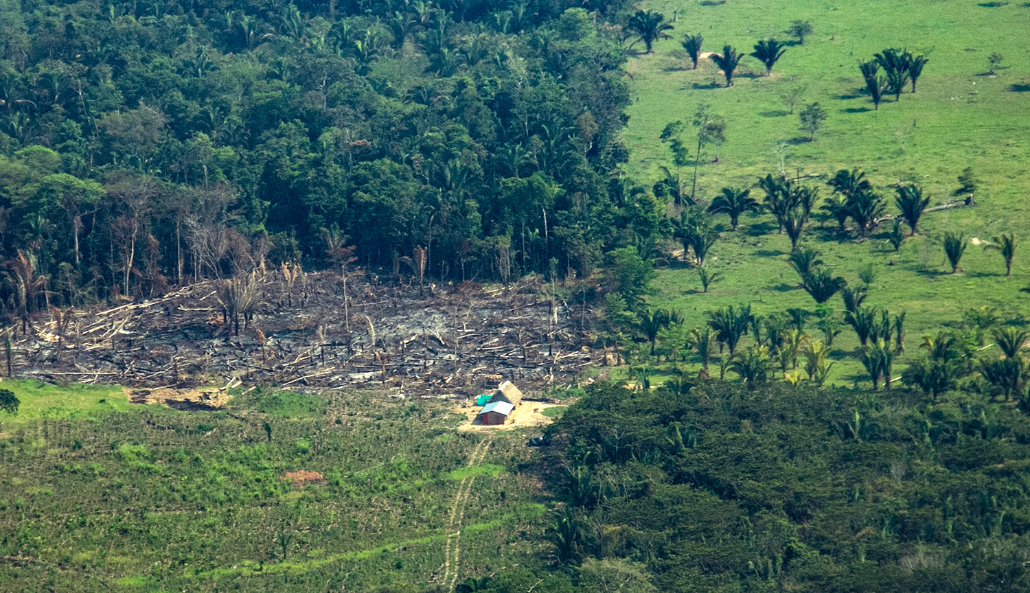Imagen panorámica de un fragmento de bosque amazónico. En la esquina superior izquierda y en la esquina inferior derecha se observa un terreno cubierto por árboles. Entre ambos campos boscosos se ve terreno deforestado y, al centro, una parcela donde quedan los restos de un bosque que fue quemado.