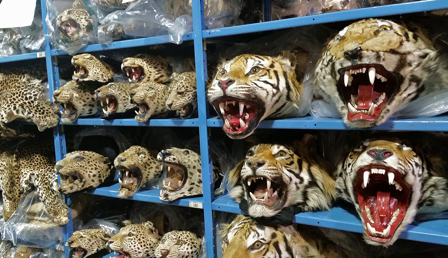 La fotografía muestra estantes con cabezas y pieles de tigre y jaguar.