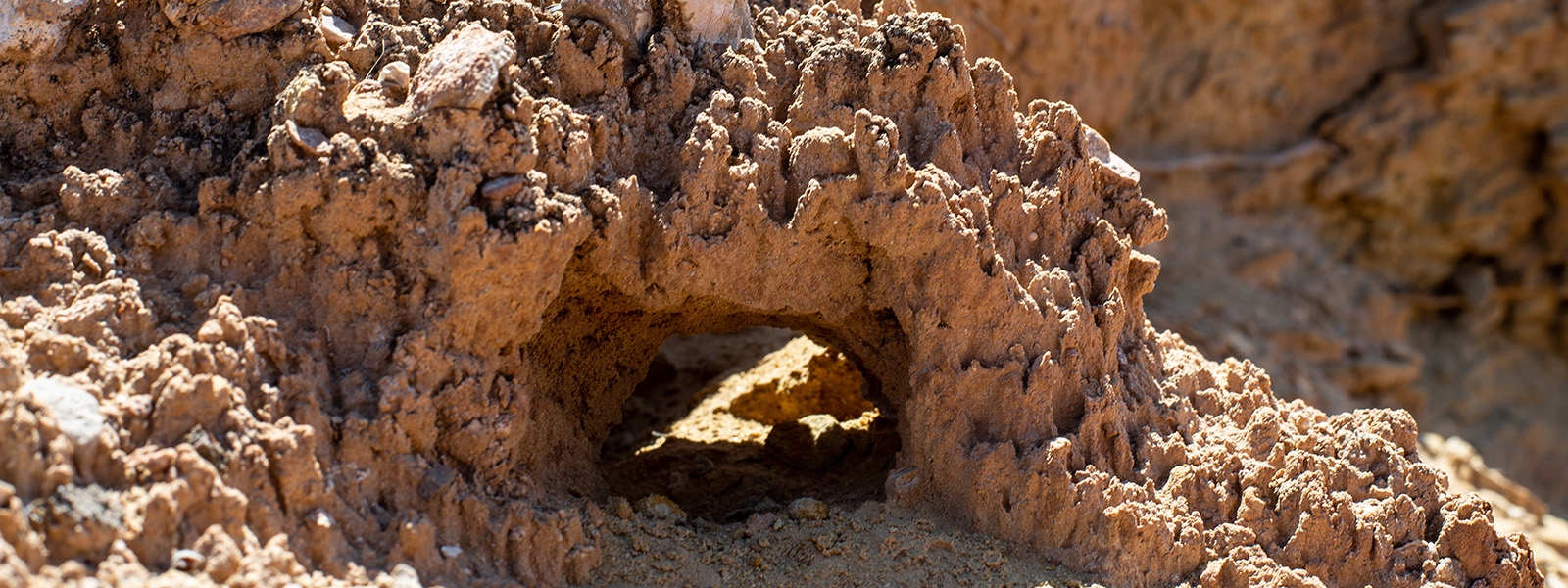 Primer plano de un trozo de tierra formando un arco.