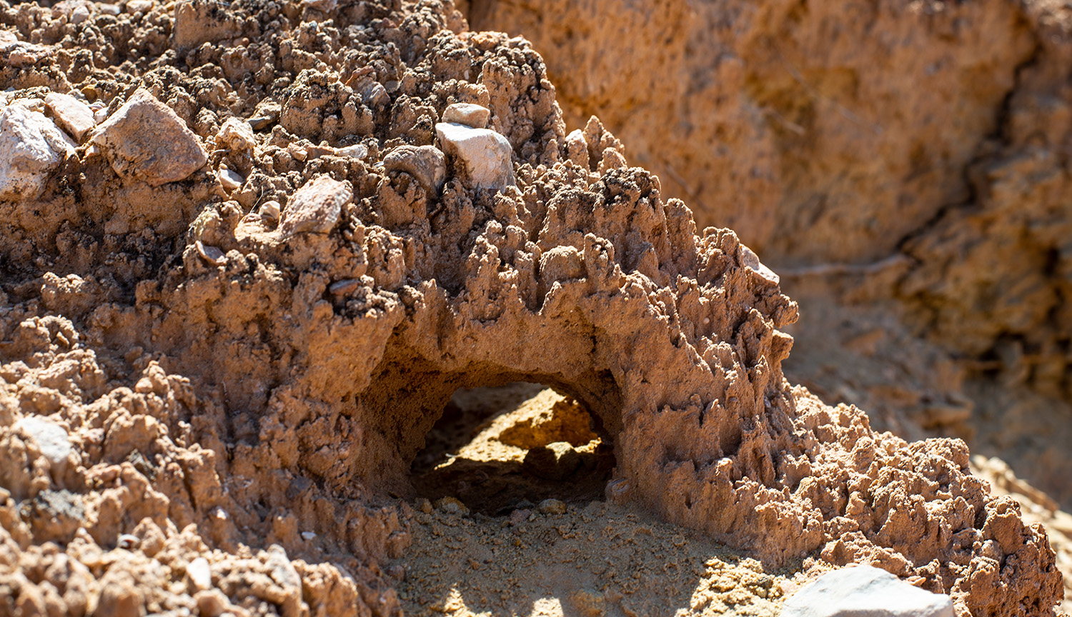 Primer plano de un trozo de tierra formando un arco.