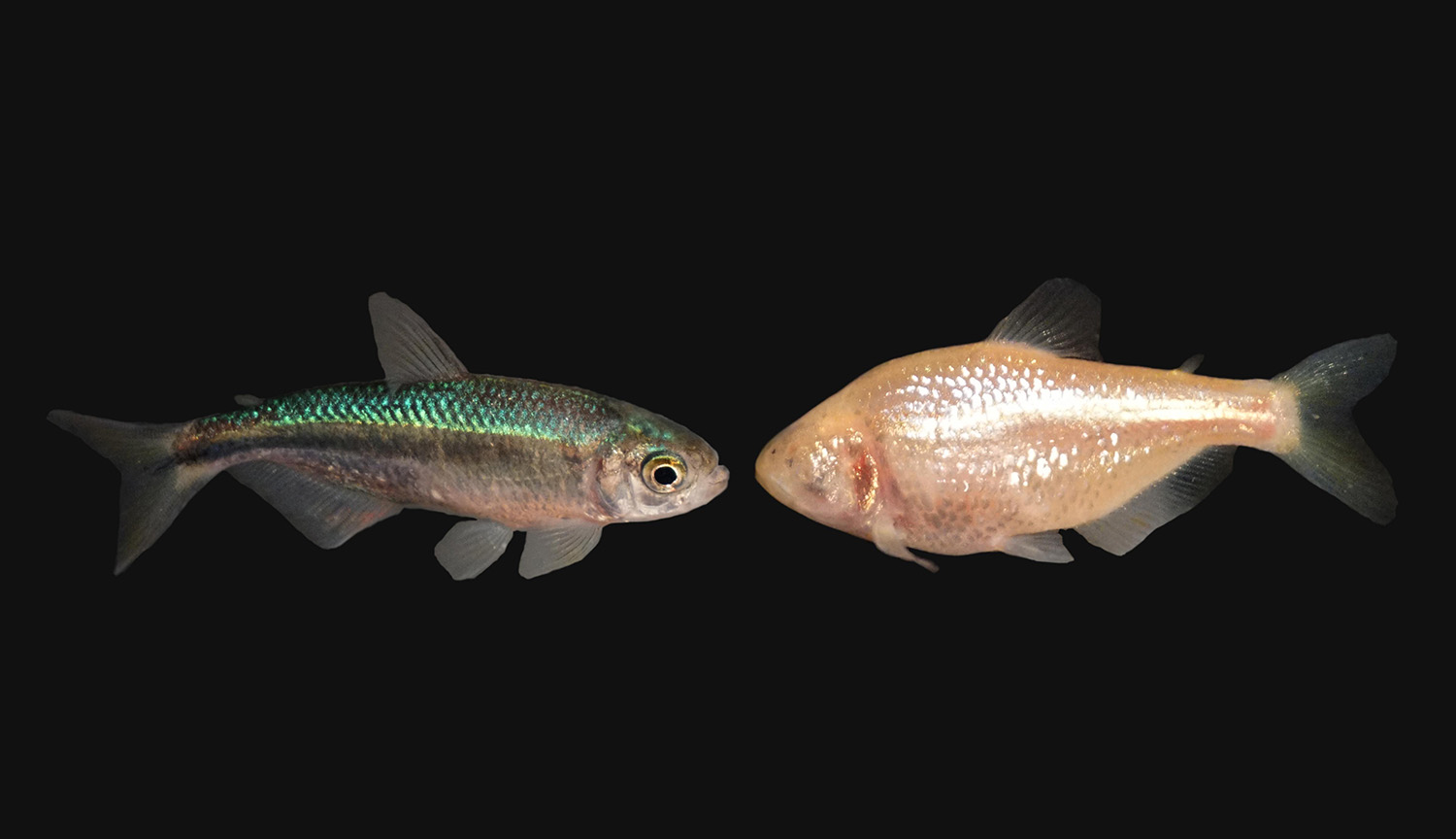 Photo of surface-dwelling Mexican tetra on the left and a blind cave fish on the right. The color of the blind cavefish is much paler and pinker than its counterpart.