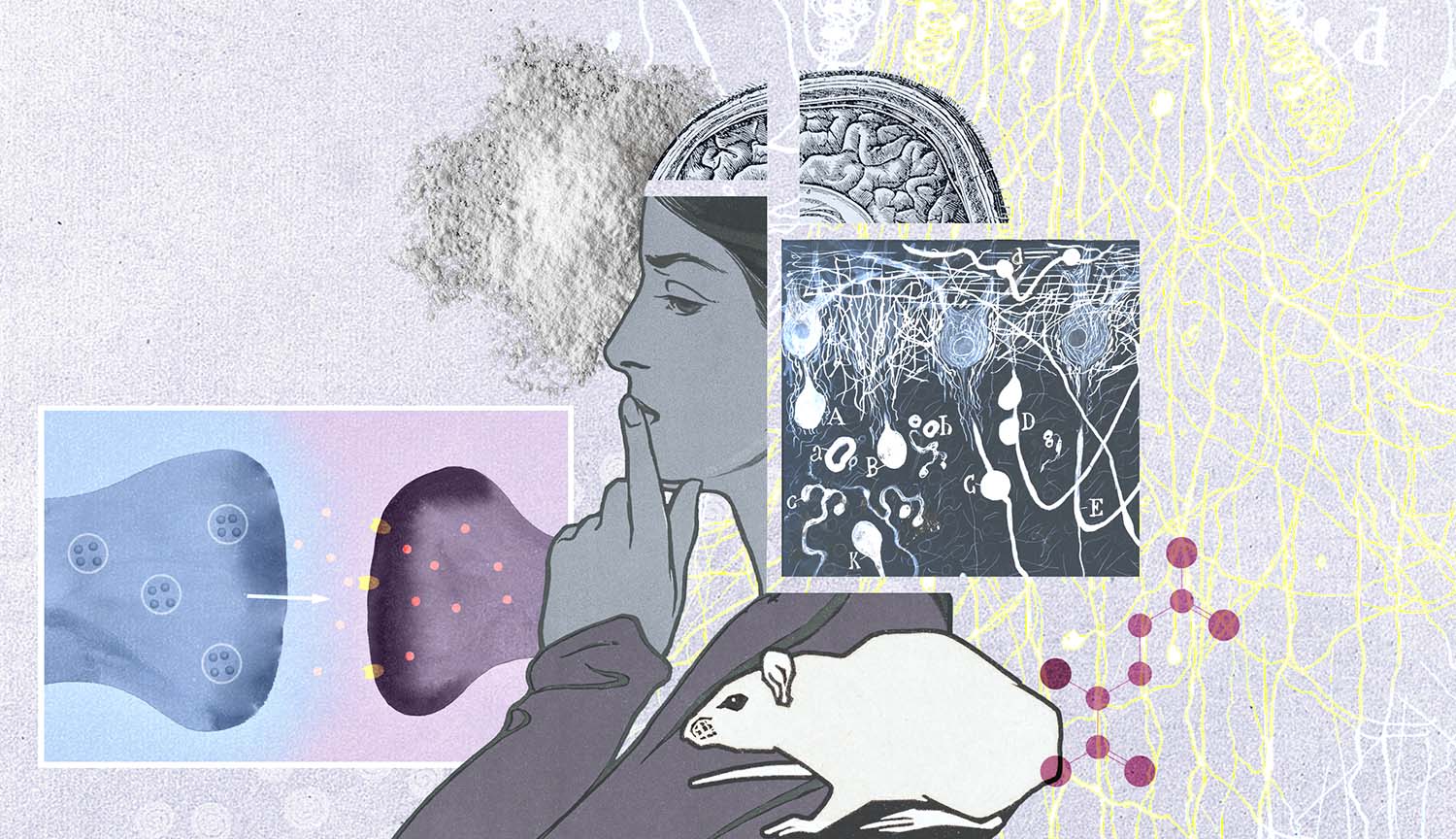 Una rata, una molécula de una droga, una mujer, su cerebro y neuronas.	