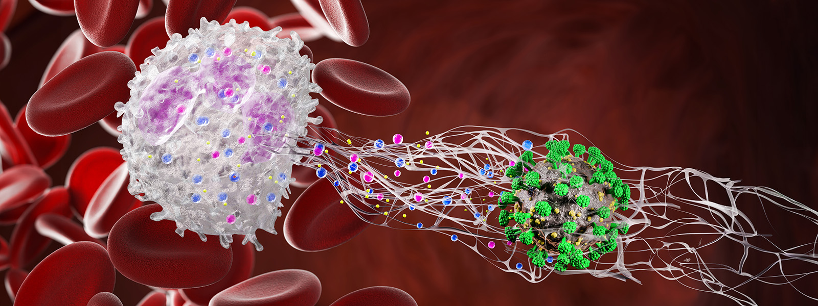 Un dibujo hecho con computadora muestra un glóbulo blanco que expulsa su ADN fibroso hacia un virus.