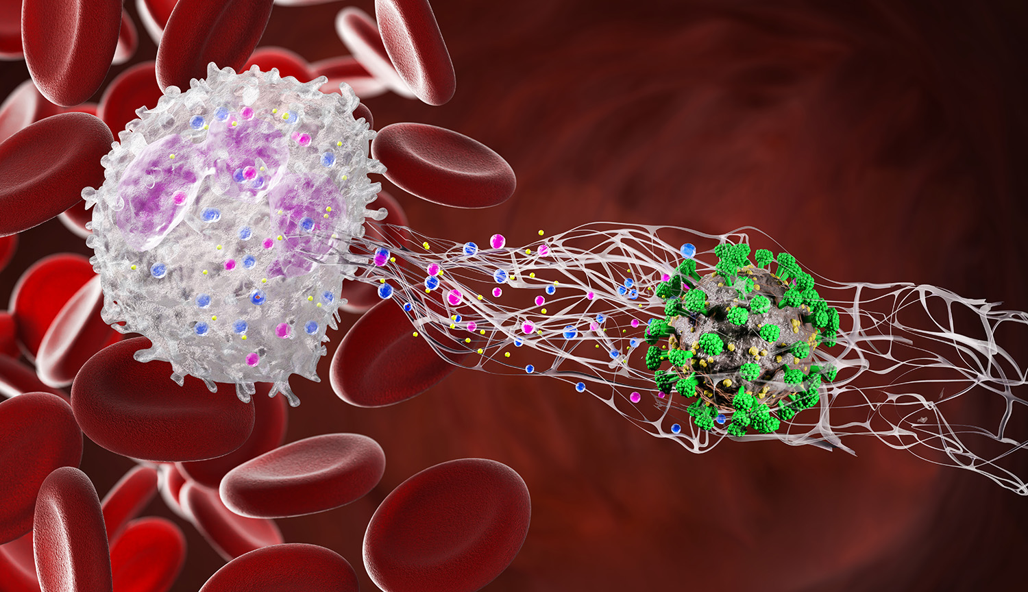 Un dibujo hecho con computadora muestra un glóbulo blanco que expulsa su ADN fibroso hacia un virus.