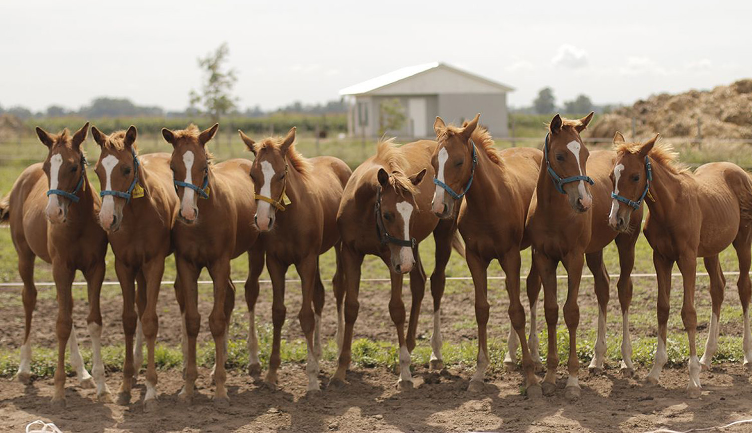 Ocho caballos de igual apariencia, en fila, uno al lado del otro.