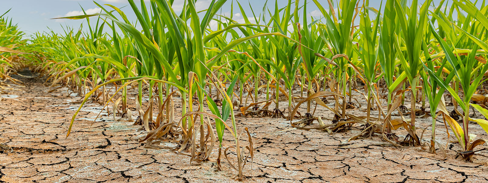 Fotografía de tallos de maíz creciendo en un campo. La tierra está seca y agrietada.