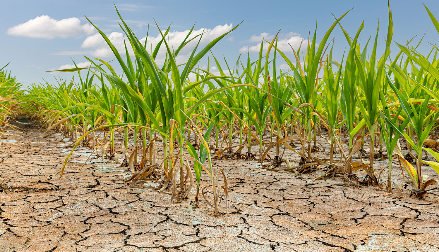 Fotografía de tallos de maíz creciendo en un campo. La tierra está seca y agrietada.