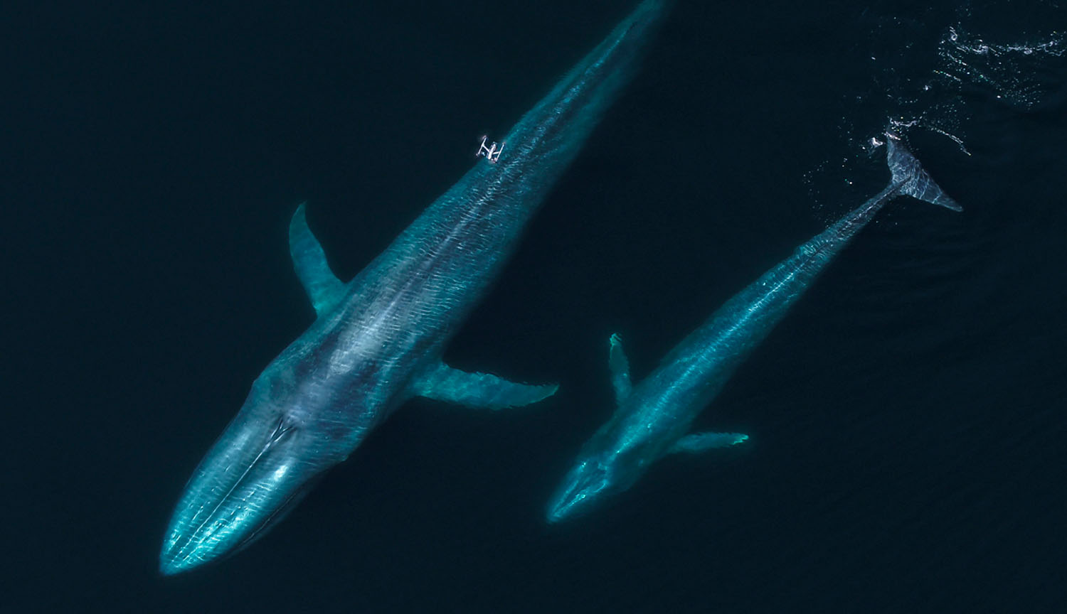 Un dron sobrevuela dos ballenas azules, una madre y su cría
