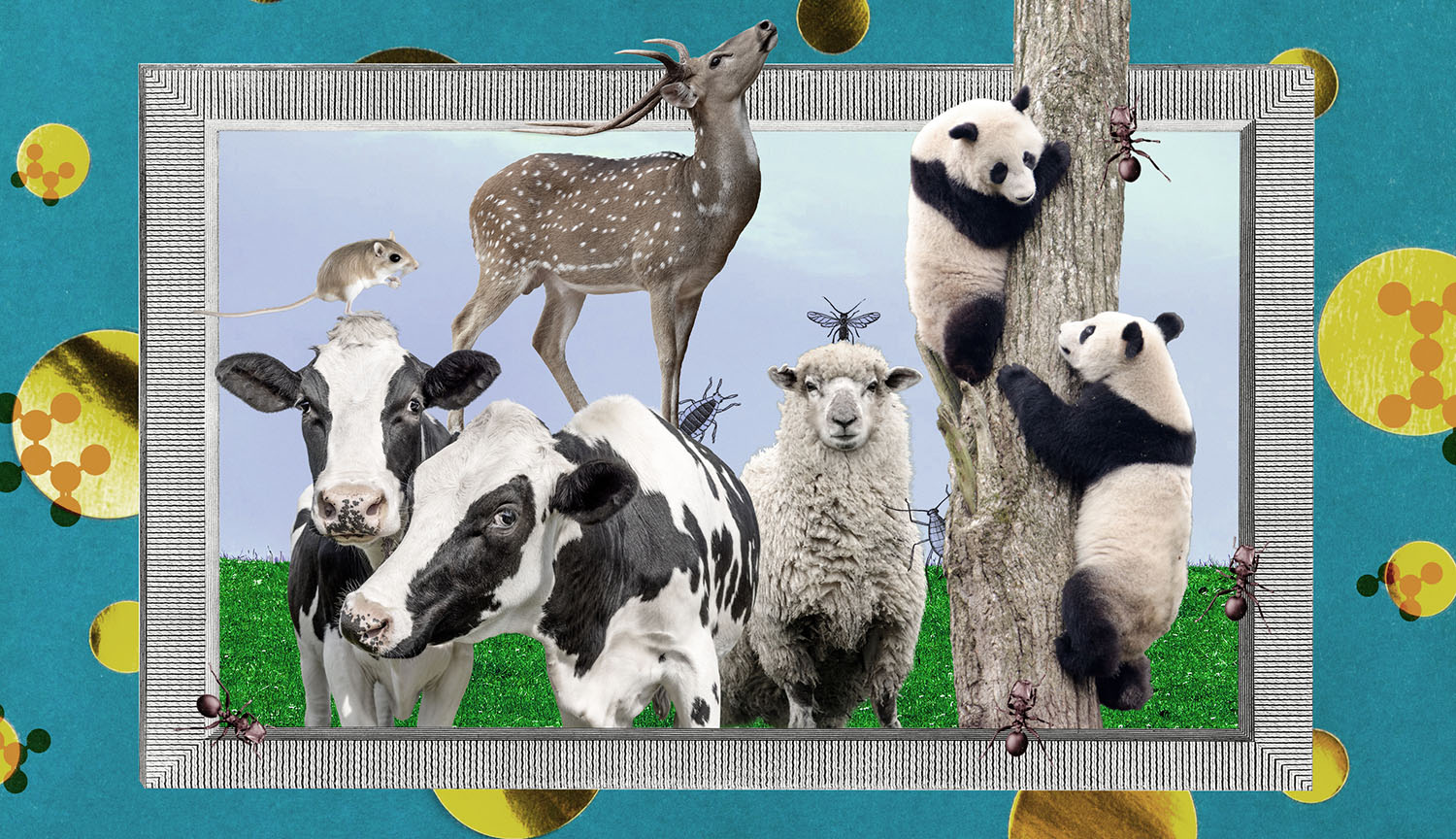 Estructura química de los aminoácidos rodeada de varios animales.