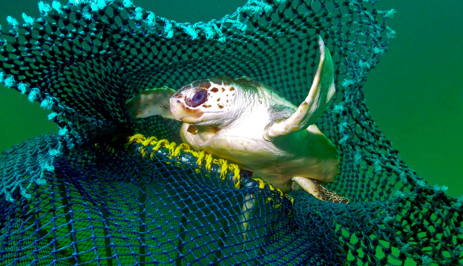 Una tortuga sale nadando de una red de pesca.