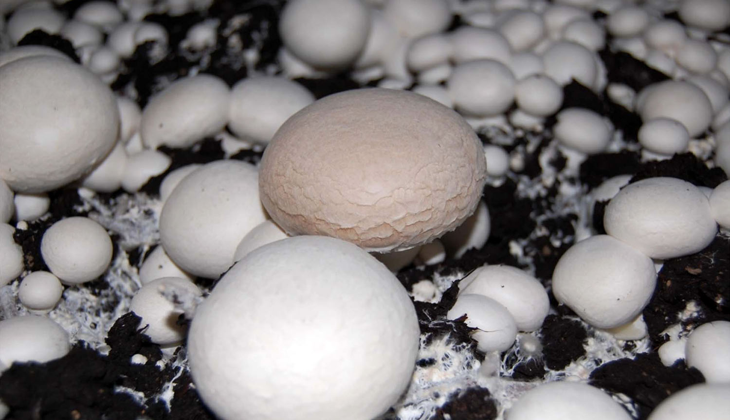 Un campo de champiñones blancos; uno tiene el sombrero marrón y arrugado.