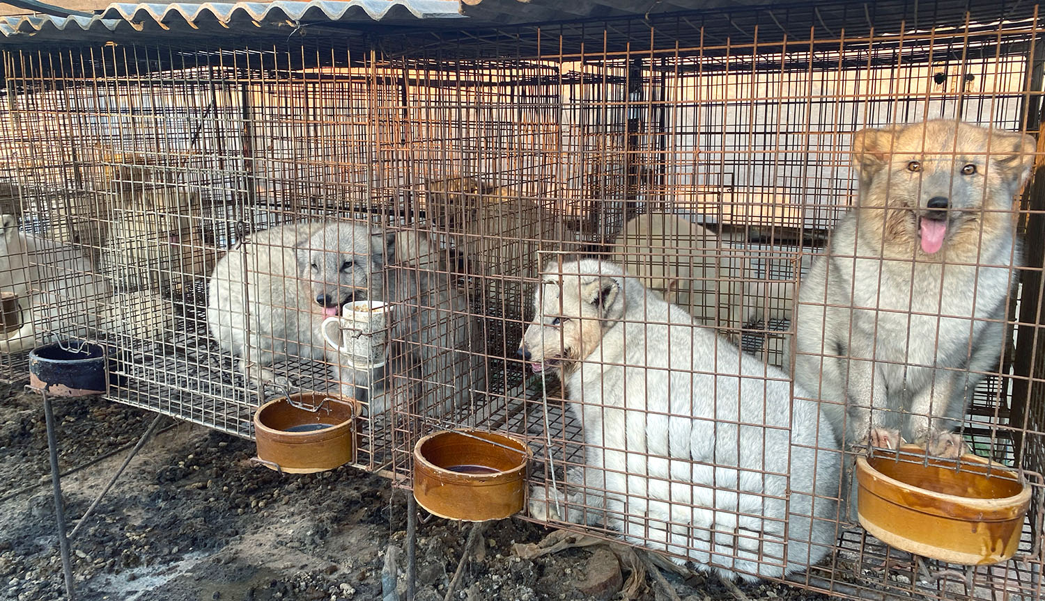 Zorros blancos sentados en filas de jaulas pequeñas en una granja peletera.