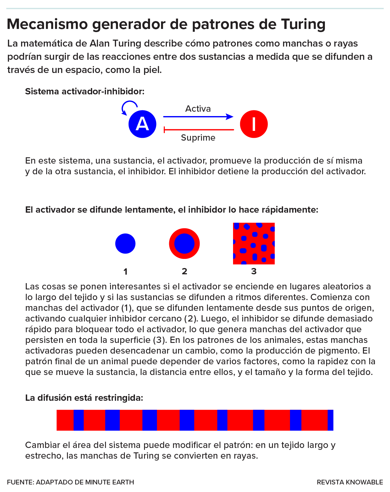 Un diagrama ilustra cómo interactúan los activadores y los inhibidores para crear manchas o rayas.