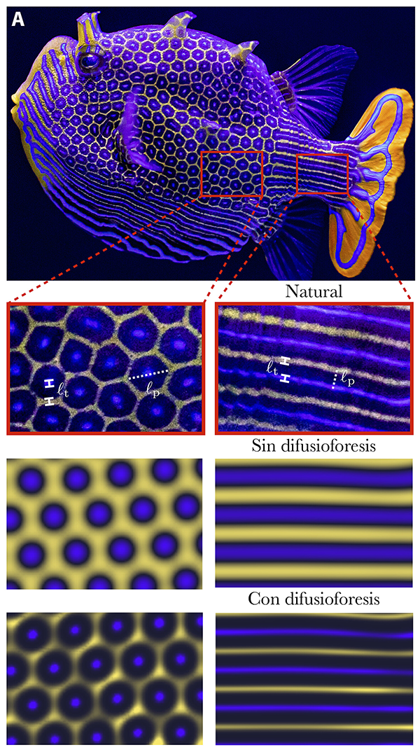 Un diagrama muestra un acercamiento al patrón de un pez cofre real en comparación con los patrones más borrosos generados por computadora.