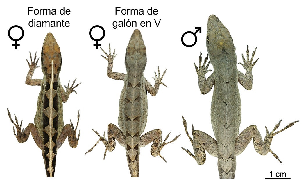 Tres lagartijas chipojo exhiben patrones de diamantes y de galones en forma de V.