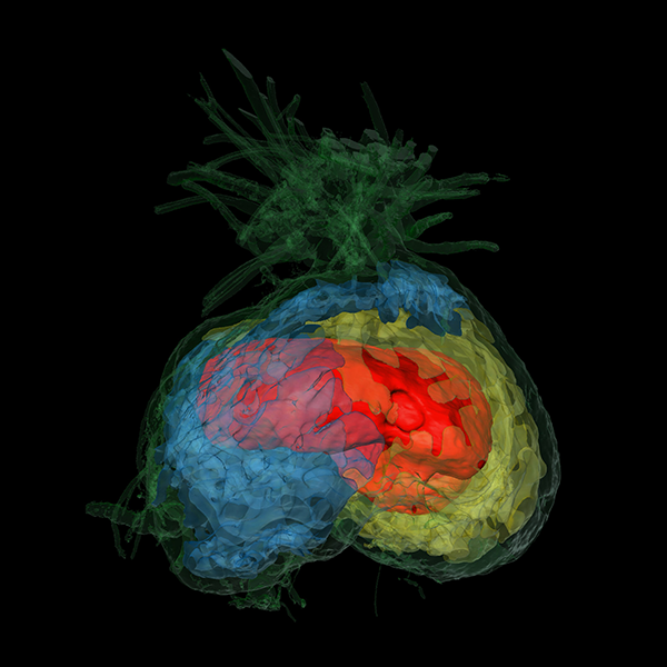 Una tomografía computarizada de una cámara de Squamellaria tenuiflora muestra varios compartimentos separados, delimitados en diferentes colores en esta imagen.