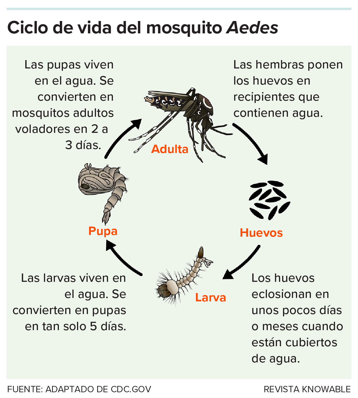 Un gráfico muestra el ciclo de vida de un mosquito Aedes.