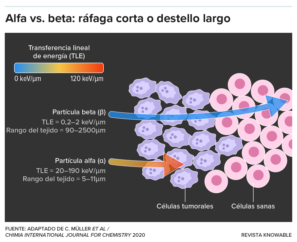 Un gráfico compara las propiedades de las partículas alfa y beta en terapias contra el cáncer. Entre otras cosas, muestra que las partículas beta viajan más allá del tumor hacia el tejido sano, mientras que las partículas alfa no viajan tan lejos.