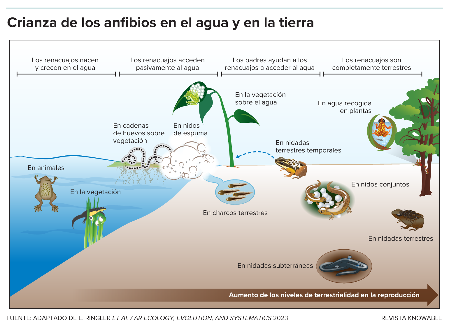 El gráfico representa el comportamiento parental de los anfibios. Ejemplos: en el agua, los renacuajos pueden ser transportados sobre los padres, cuidados sobre la vegetación o en nidos de espuma. En tierra, pueden ser cuidados en pequeñas charcas, nidos conjuntos o nidadas sobre el suelo o bajo tierra.