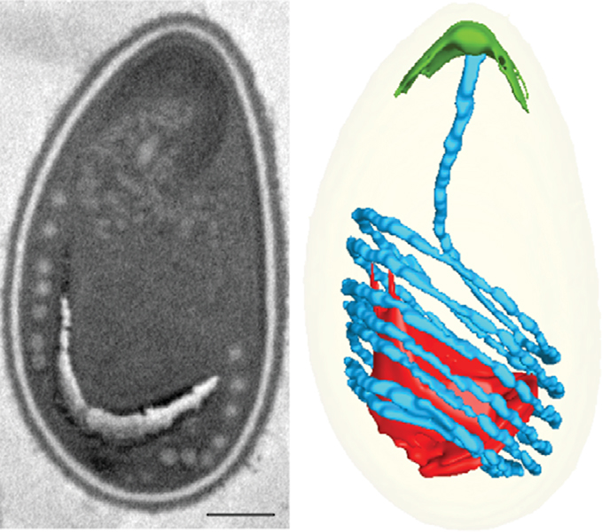 Una micrografía y un diagrama ilustran una estructura larga, similar a un arpón, enrollada dentro de un microbio.